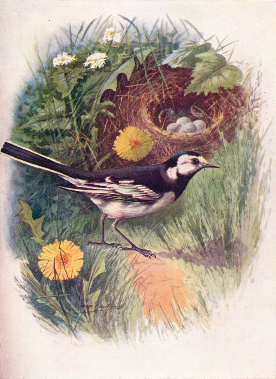 Pied wagtail - Motacilla lugubris, c1910, 1910 tekijältä George James Rankin