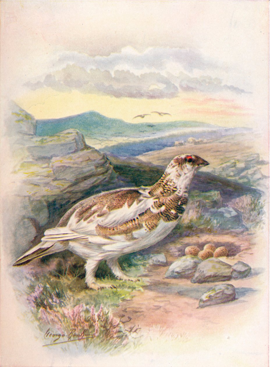 Ptarmigan - Lagopus mutus, c1910, 1910 tekijältä George James Rankin