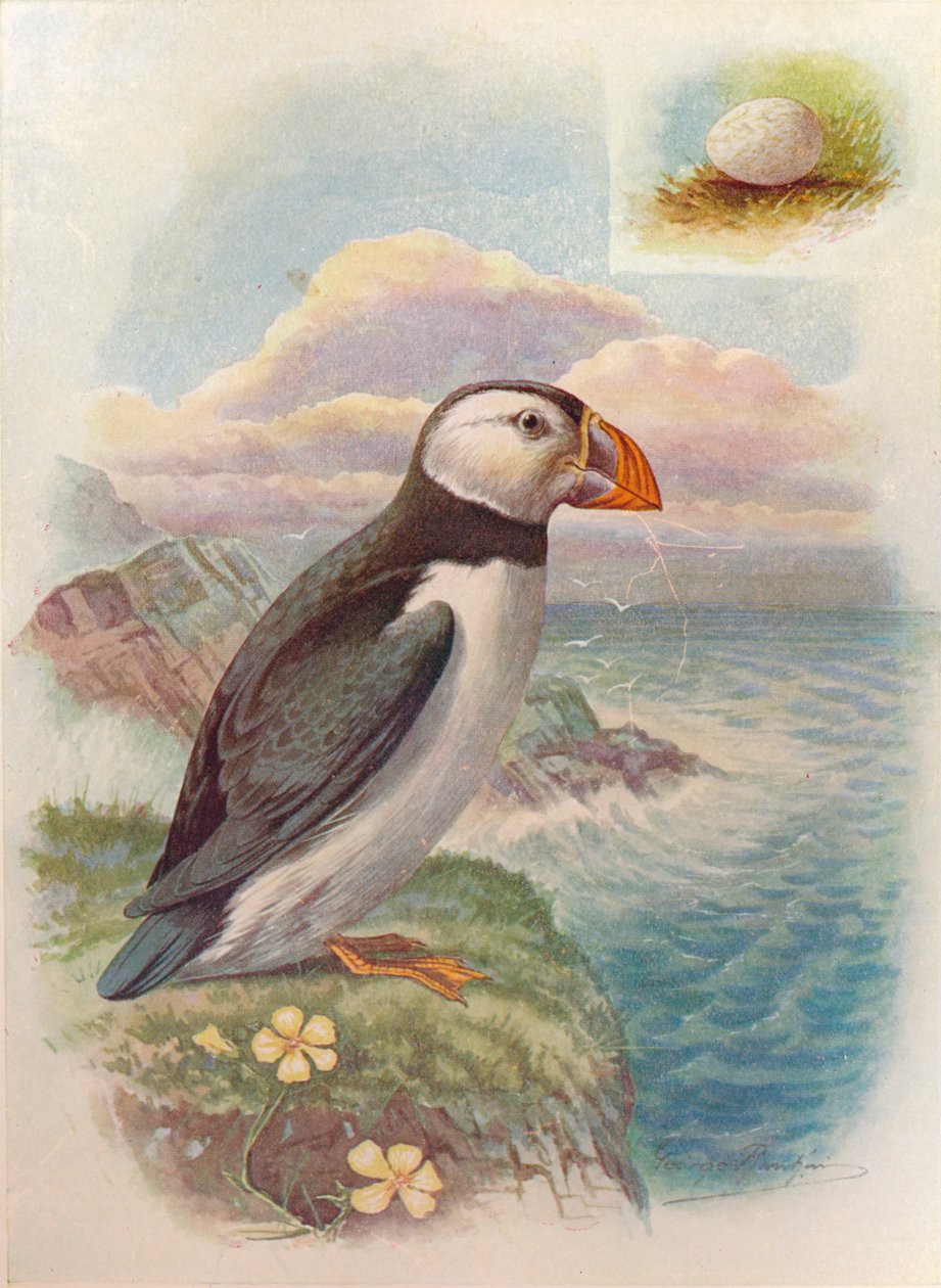 Puffin - Fratercula arctica, c1910, 1910 tekijältä George James Rankin