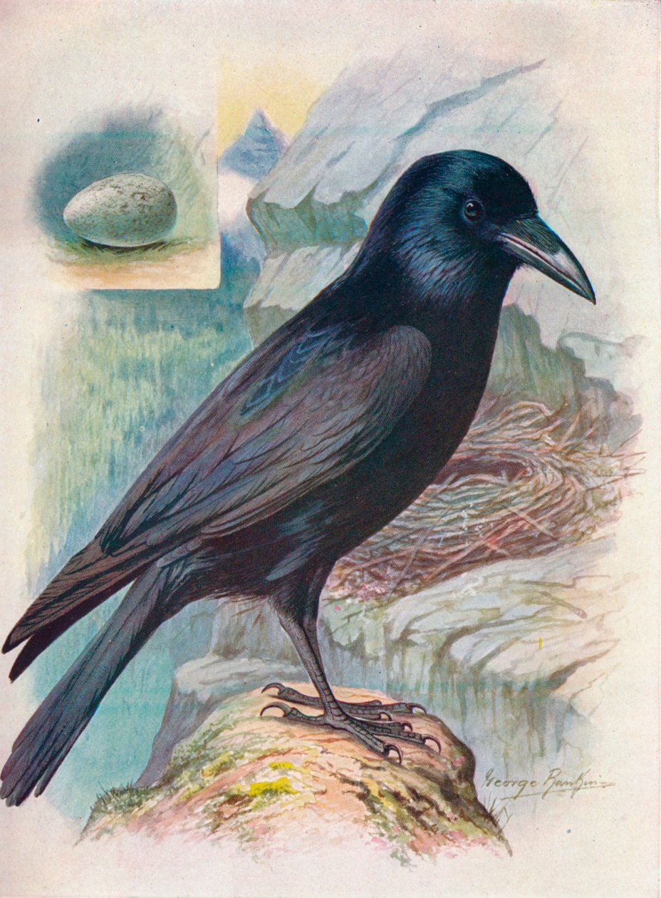 Korppi - Corvus corax, c1910, 1910 tekijältä George James Rankin