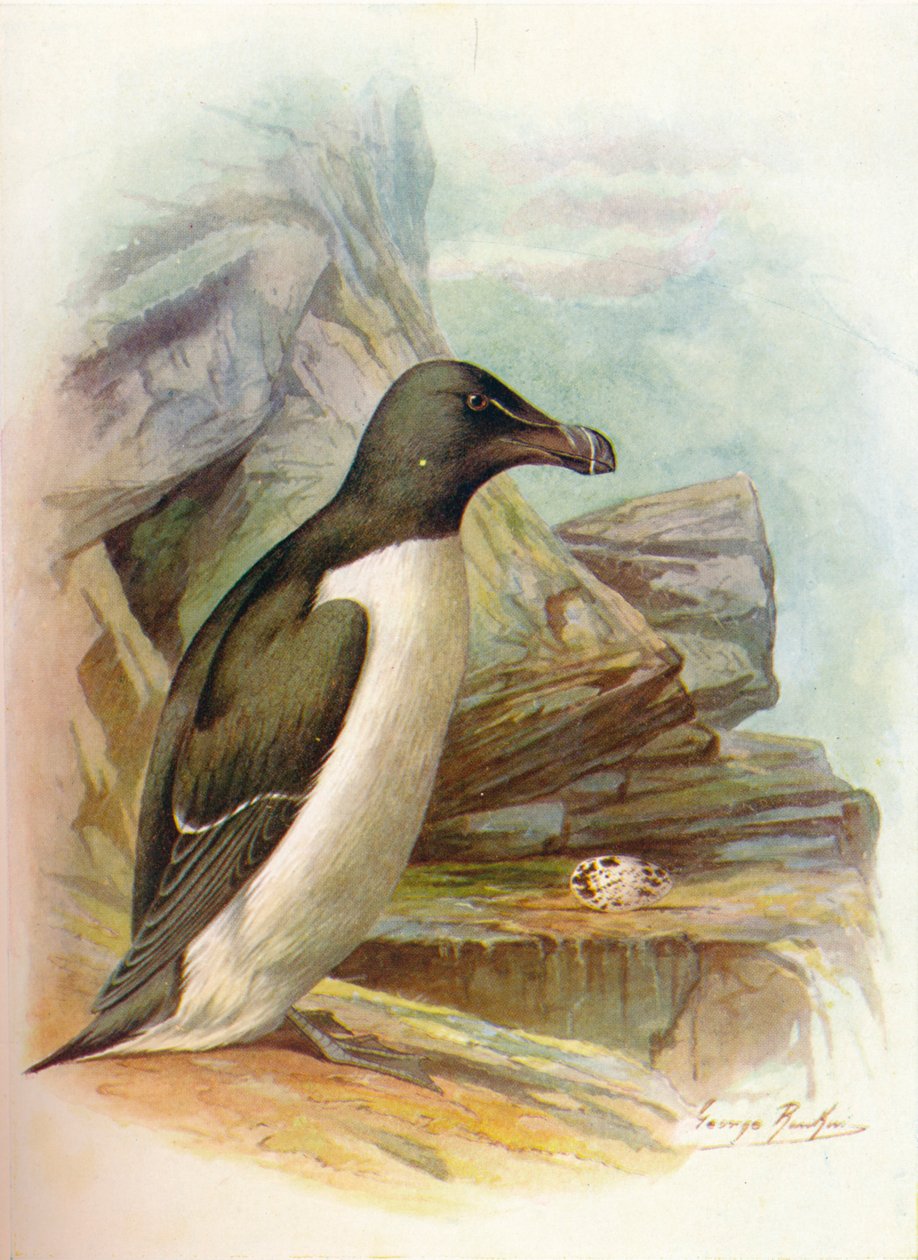 Razorbill - Alca torda, c1910, 1910 tekijältä George James Rankin