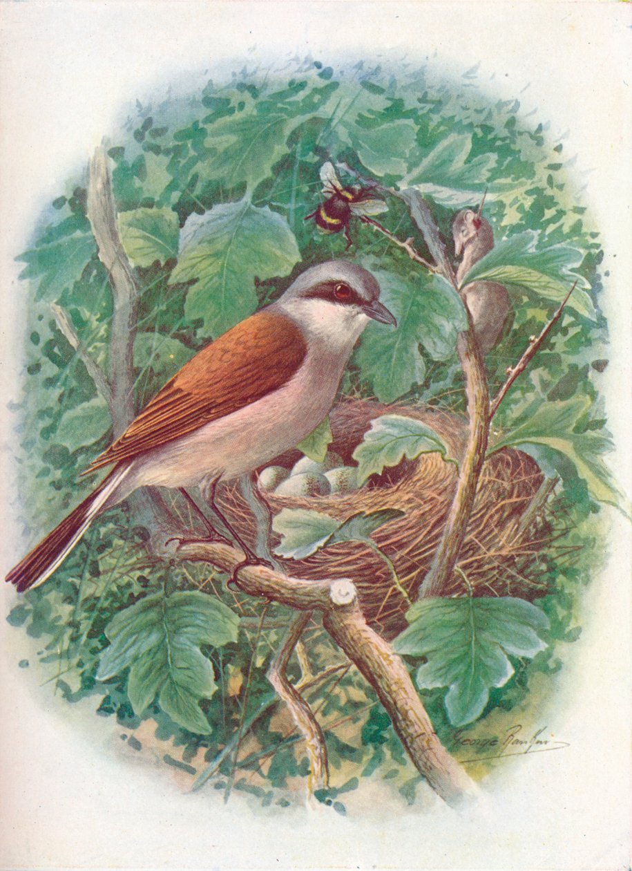 Red-backed Shrike - Lanius collurio, c1910, 1910 tekijältä George James Rankin