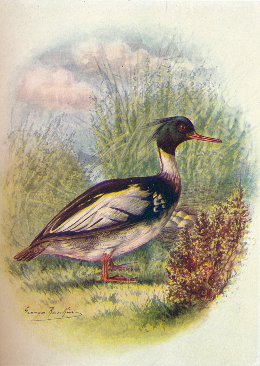 Red-Breasted Merganser - Mergus serrator, c1910, 1910 tekijältä George James Rankin