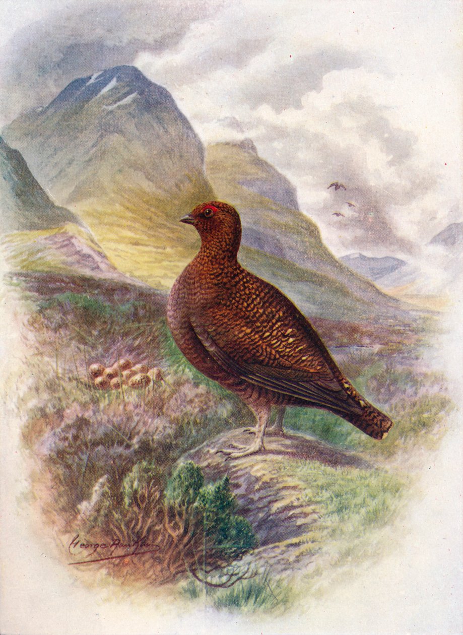 Red Grouse - Lagopus scoticus, c1910, 1910 tekijältä George James Rankin