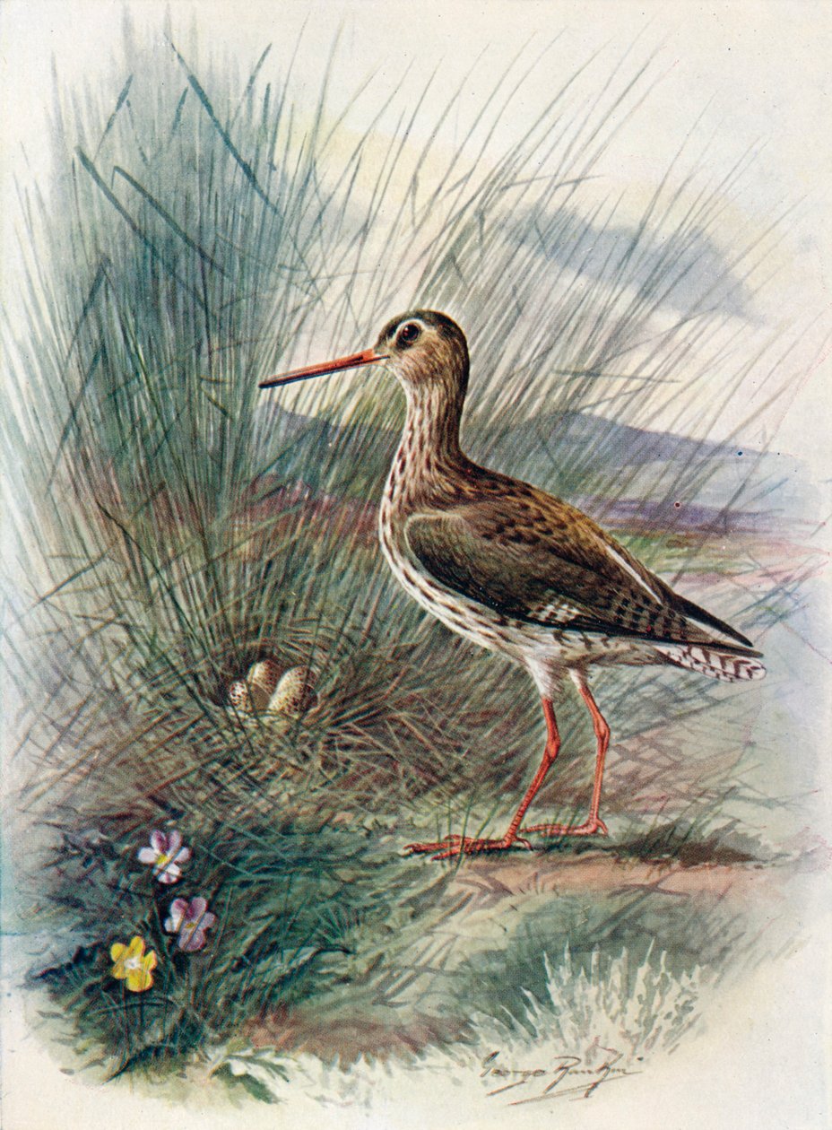 Redshank - Totanus calidris, c1910, 1910 tekijältä George James Rankin