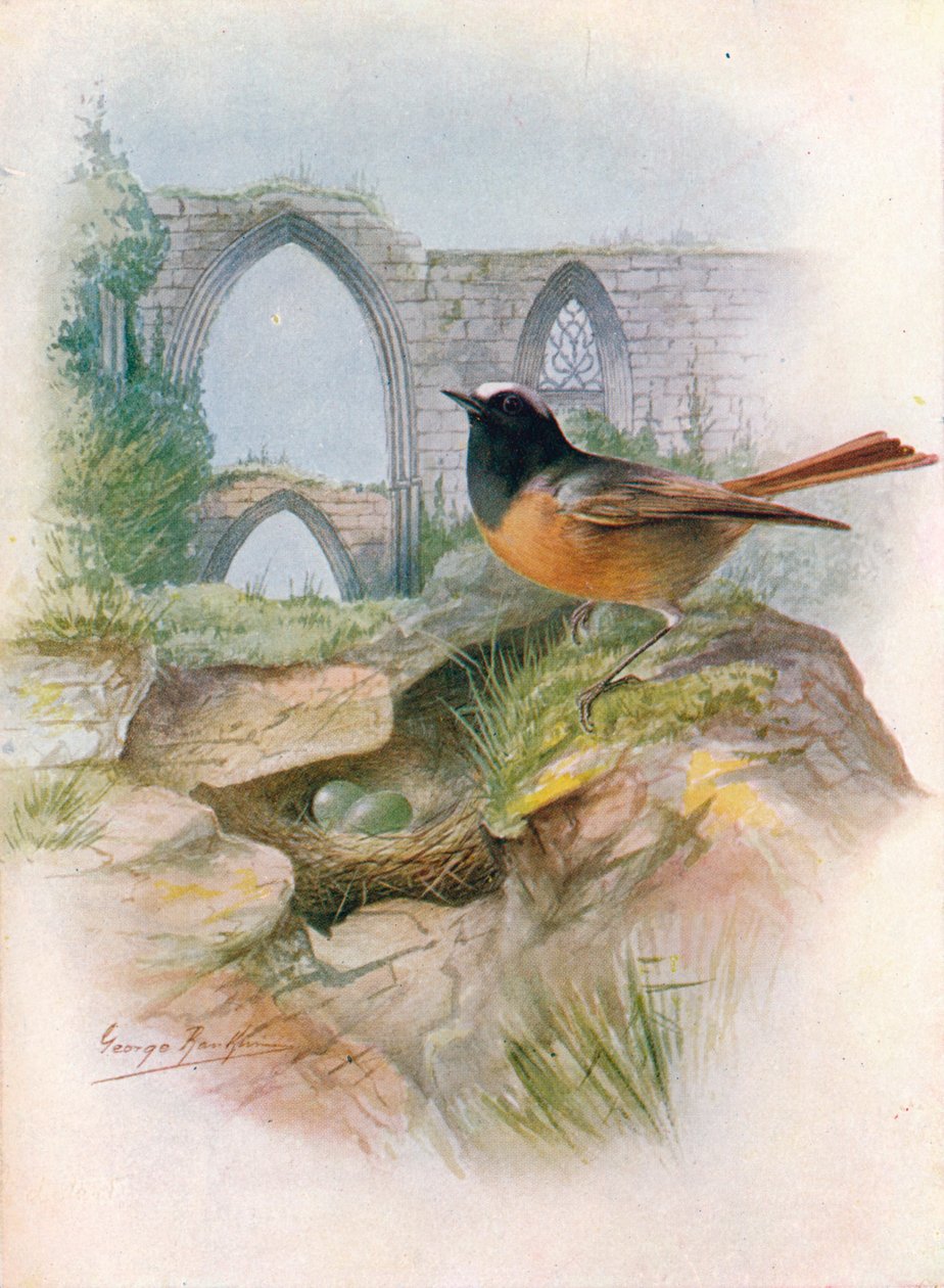 Redstart - Ruticilla phoenicurus, c1910, 1910 tekijältä George James Rankin