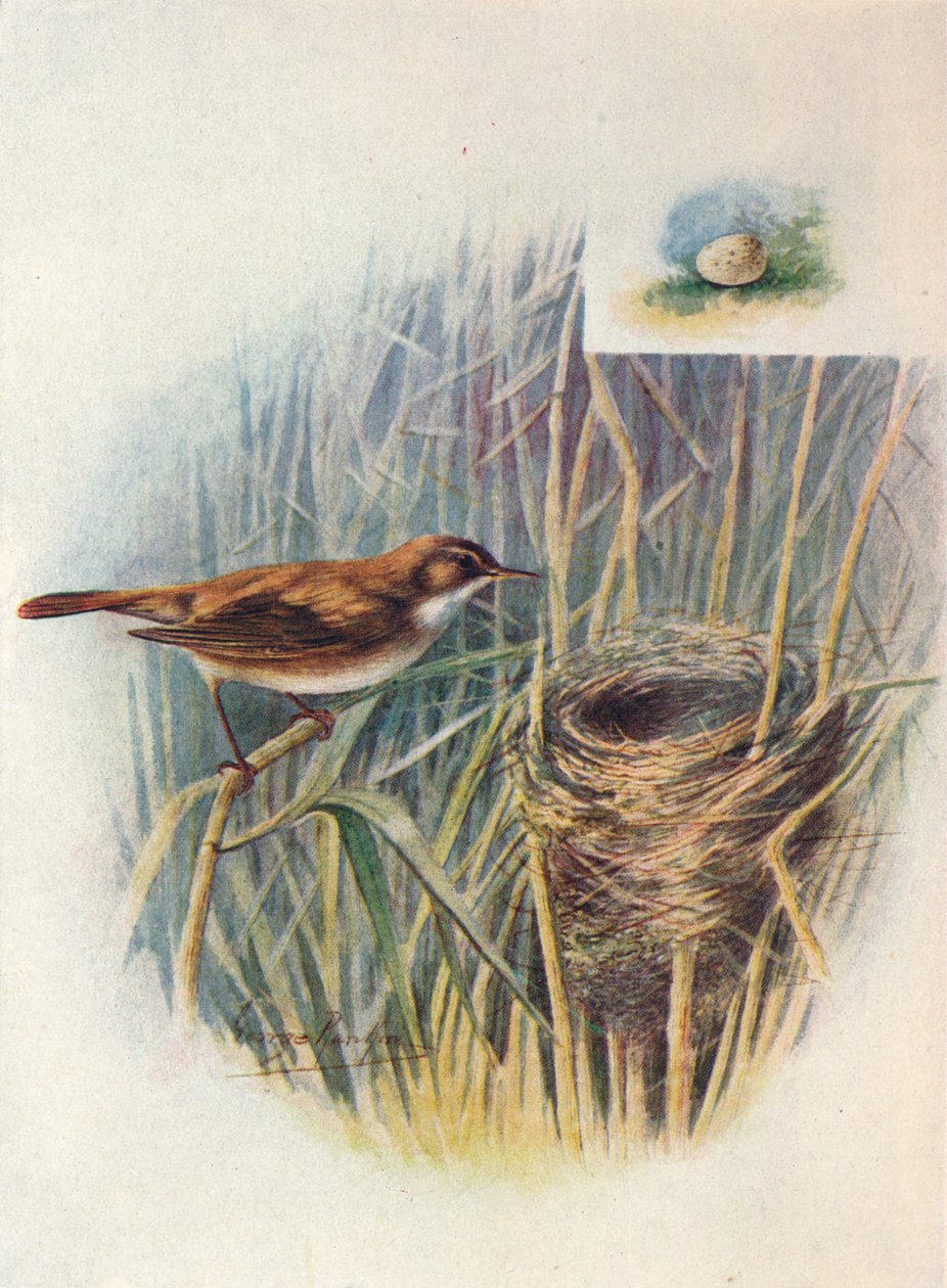 Ruokokirkko - Acrocephalus streperus, c1910, 1910 tekijältä George James Rankin