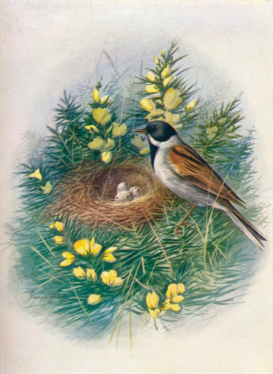 Ruokosirkku - Embriza schoeniclus, c1910, 1910 tekijältä George James Rankin