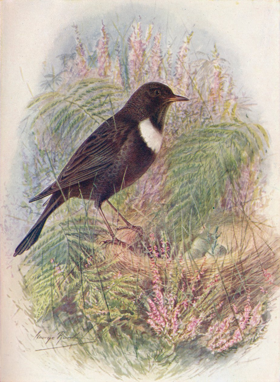 Ring-Ousel - Turdus torquatus, c1910, 1910 tekijältä George James Rankin