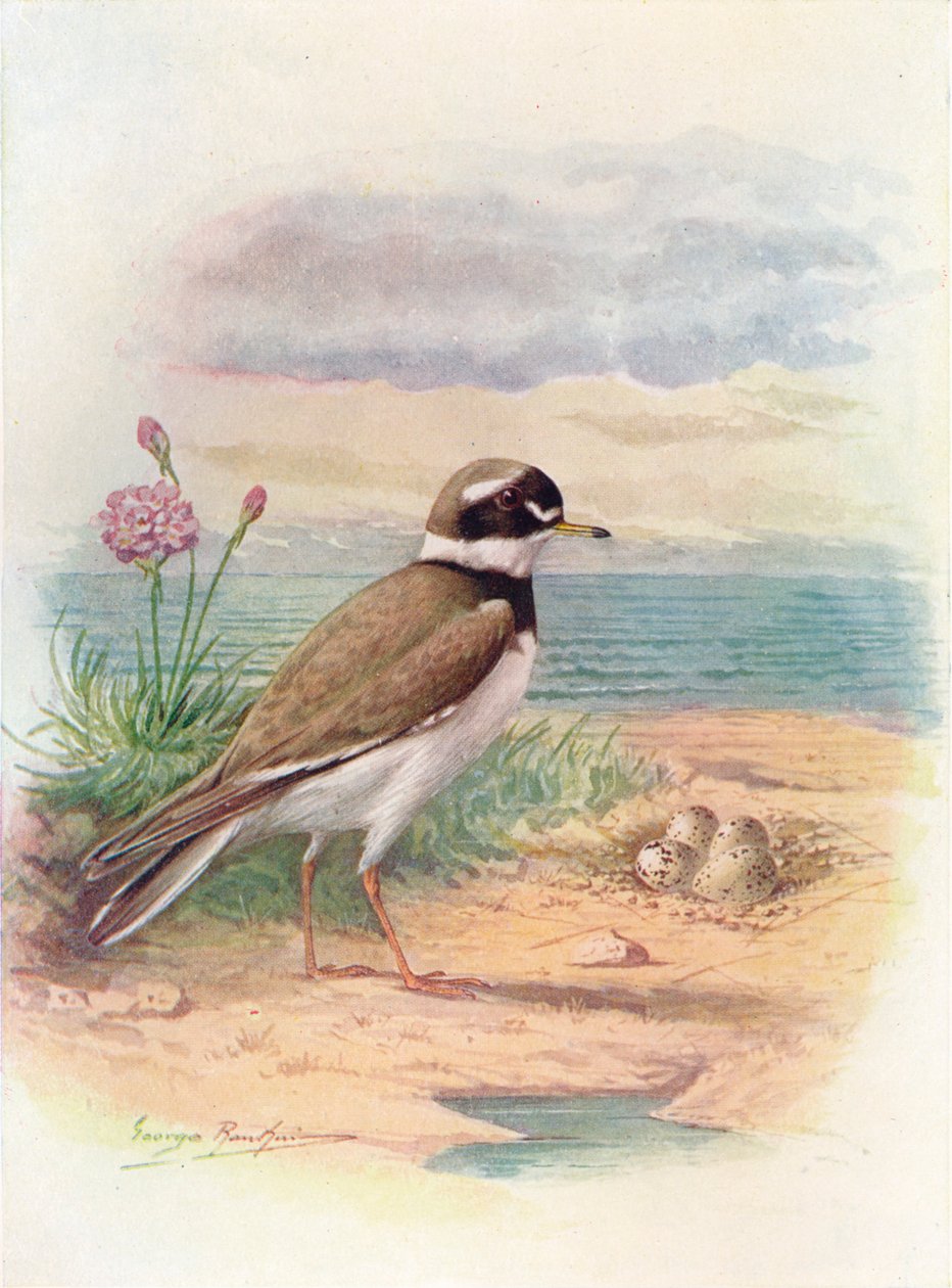 rengastoika - Aegialitis hiaticola, c1910, 1910 tekijältä George James Rankin