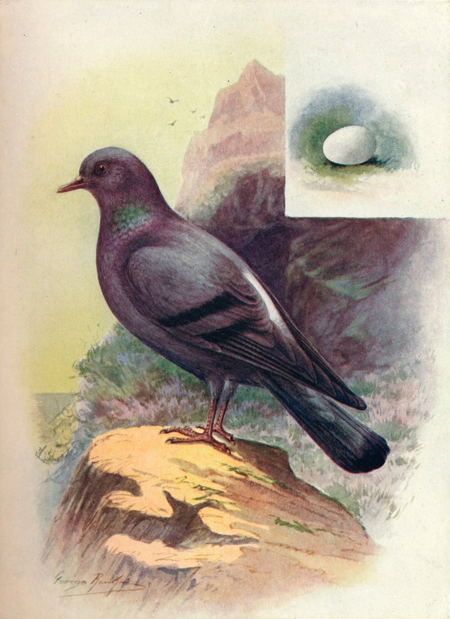 Rock-Pigeon - Columba livia, c1910, 1910 tekijältä George James Rankin
