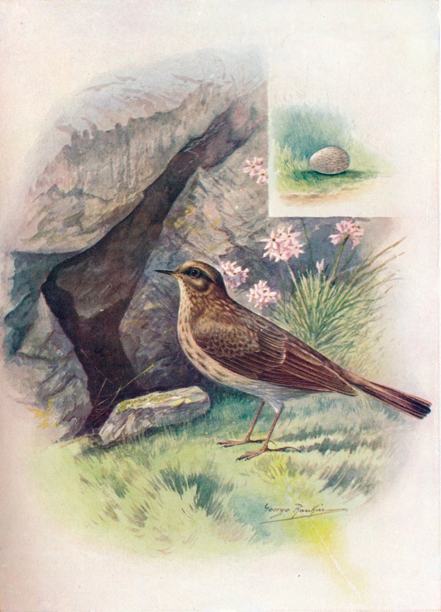 Rock-Pipit - Anthus obscurus, c1910, 1910 tekijältä George James Rankin