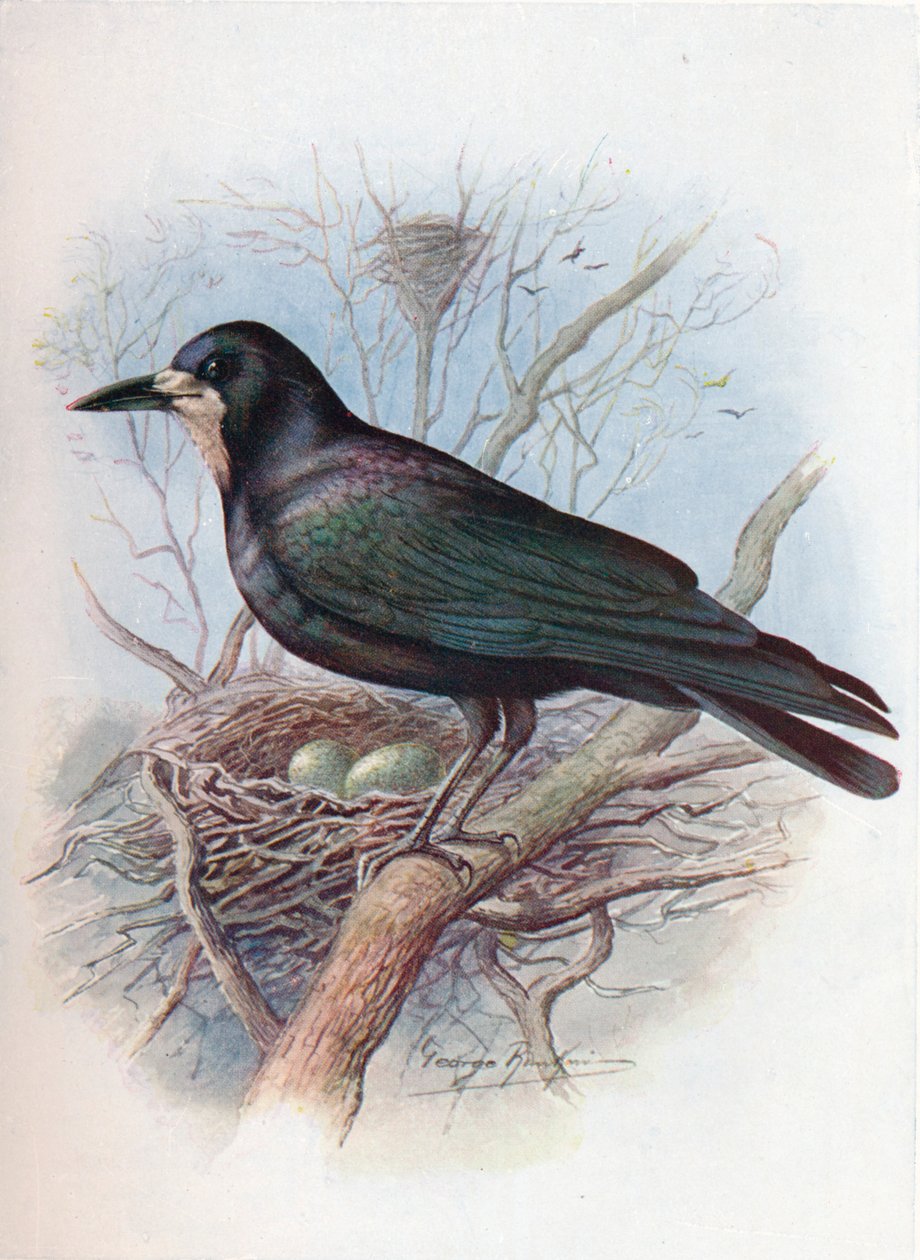 Torni - Corvus frugilegus, c1910, 1910 tekijältä George James Rankin