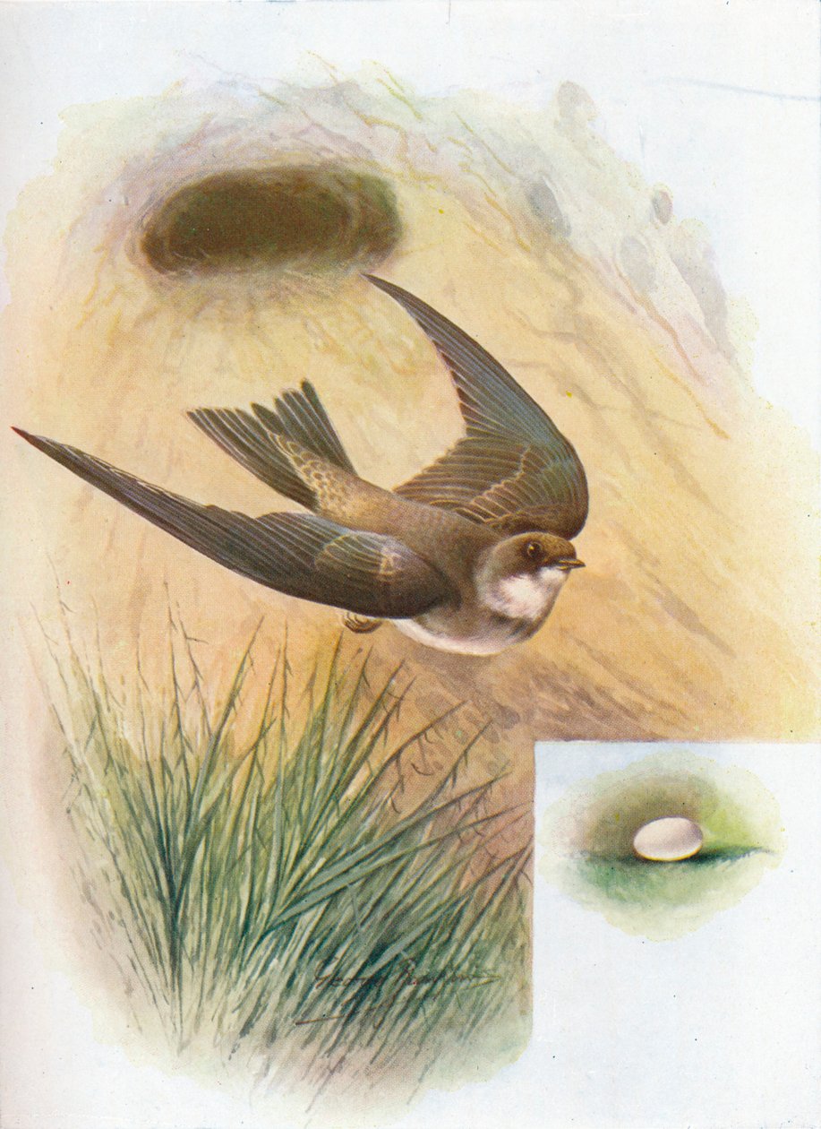 Sand-Martin - Cotile Riparia, c1910, 1910 tekijältä George James Rankin