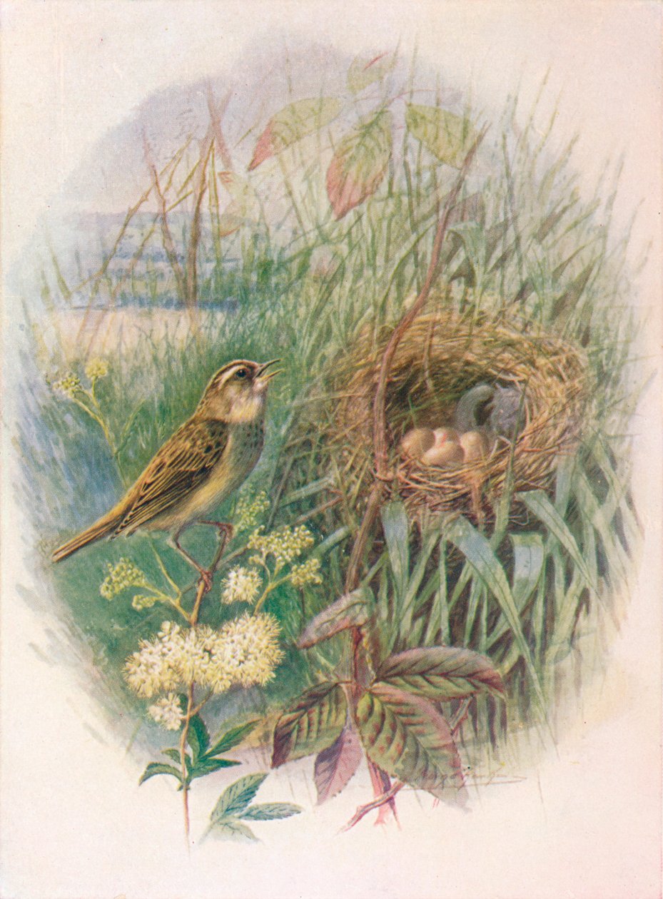 Sari - Acrocephalus phragmitis, c1910, 1910 tekijältä George James Rankin
