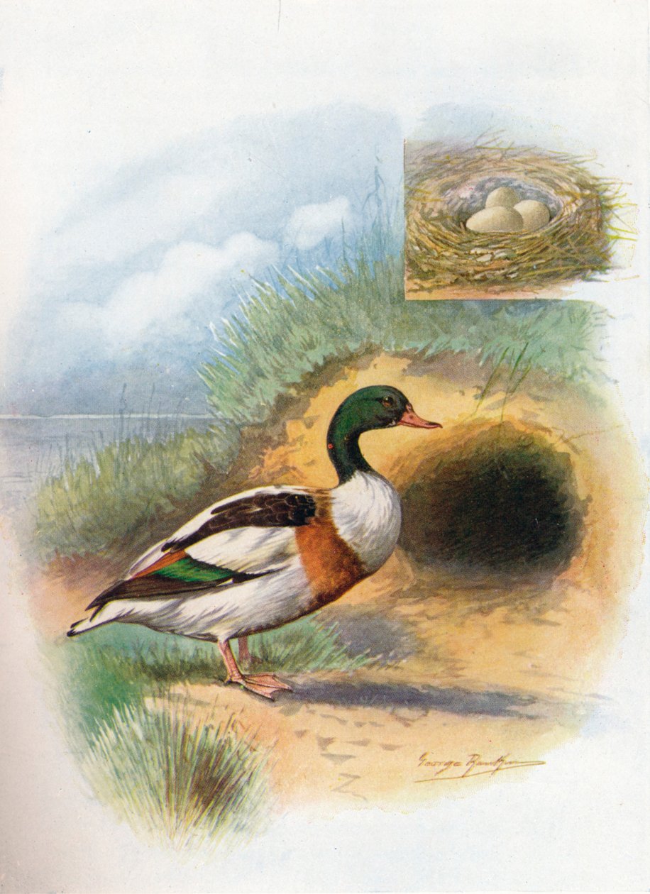 Sheld-Duck tai Sheldrake - Tadorna cornuta, c1910, 1910 tekijältä George James Rankin