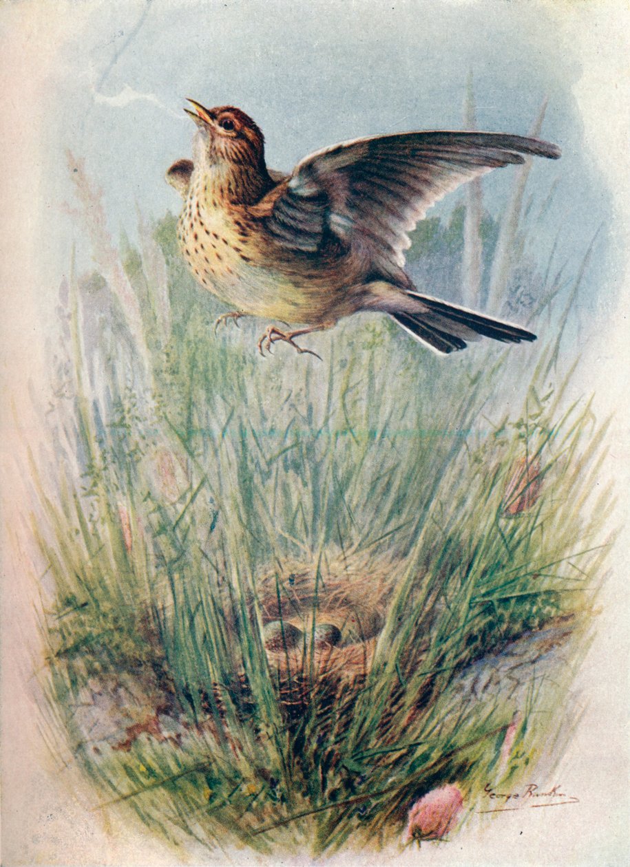 Skylark - Alauda arvensis, c1910, 1910 tekijältä George James Rankin