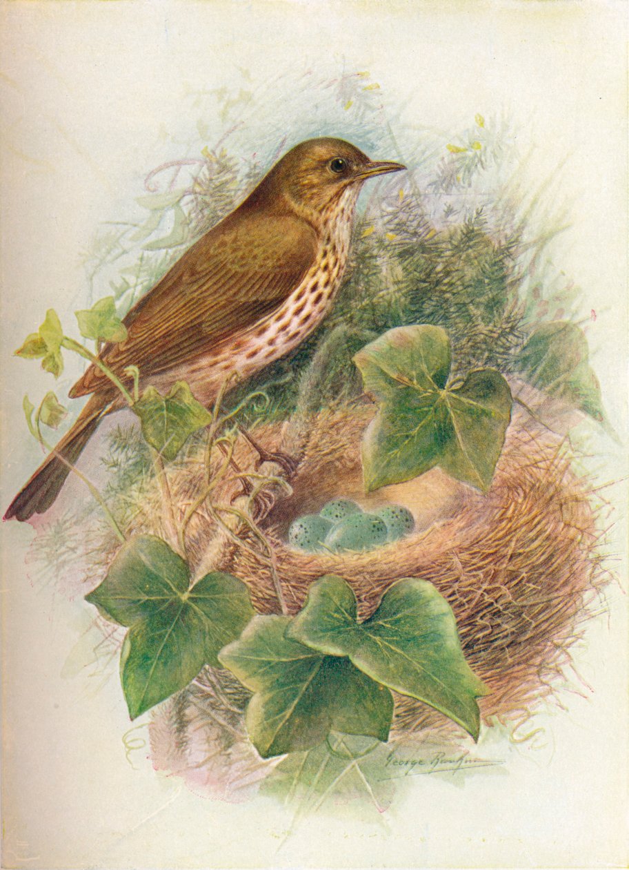 Laulurastas tai Mavis - Turdus musicus, c1910, 1910 tekijältä George James Rankin