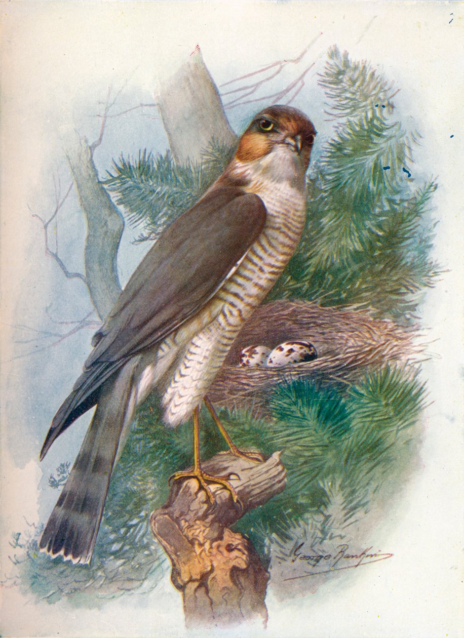 Sparrow-Hawk – Hawkin pyrkimykset, c1910, 1910 tekijältä George James Rankin