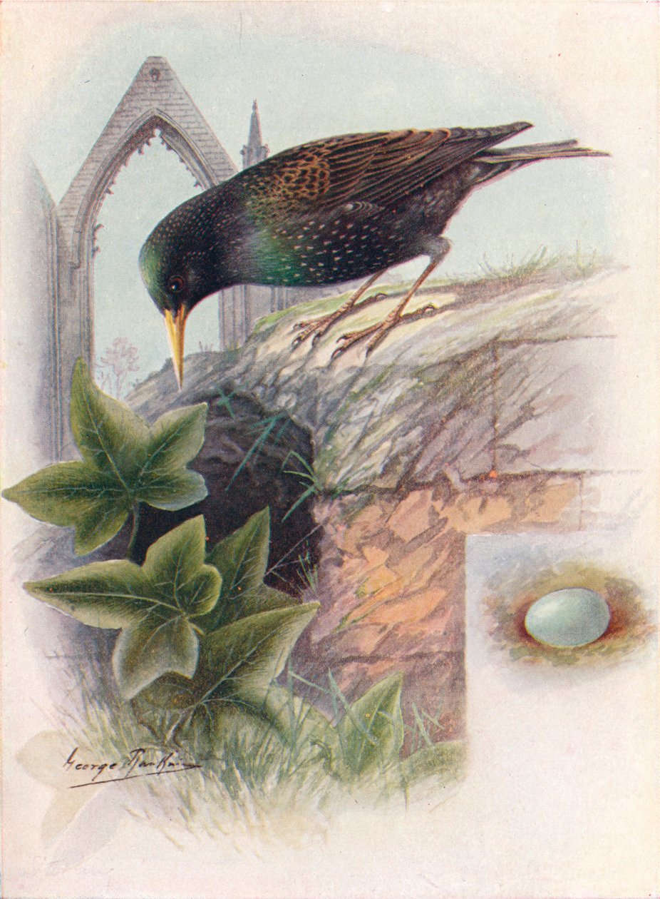 Starling - Sturnus vulgaris, c1910, 1910 tekijältä George James Rankin
