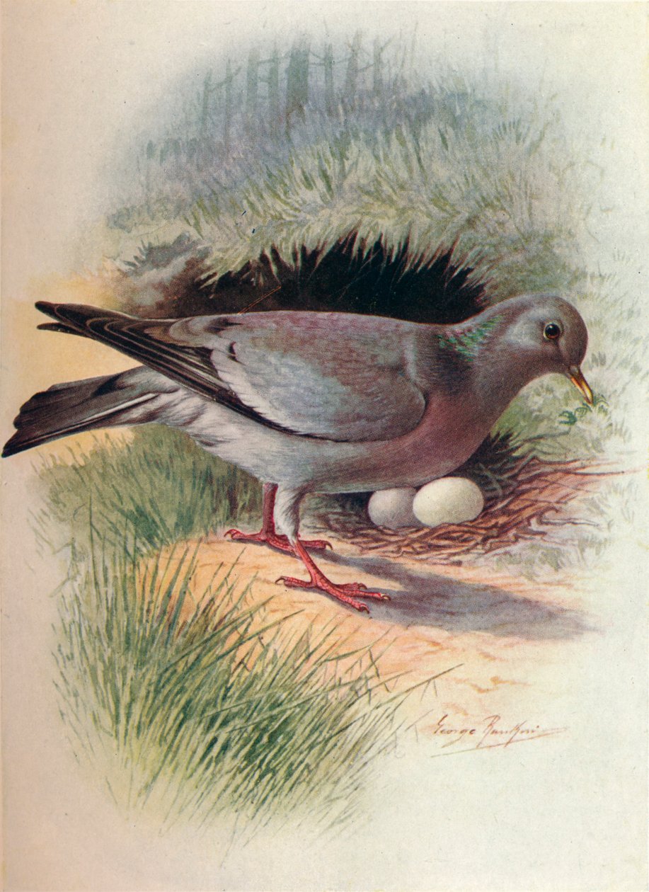 Stock-Dove - Columba oenas, c1910, 1910 tekijältä George James Rankin
