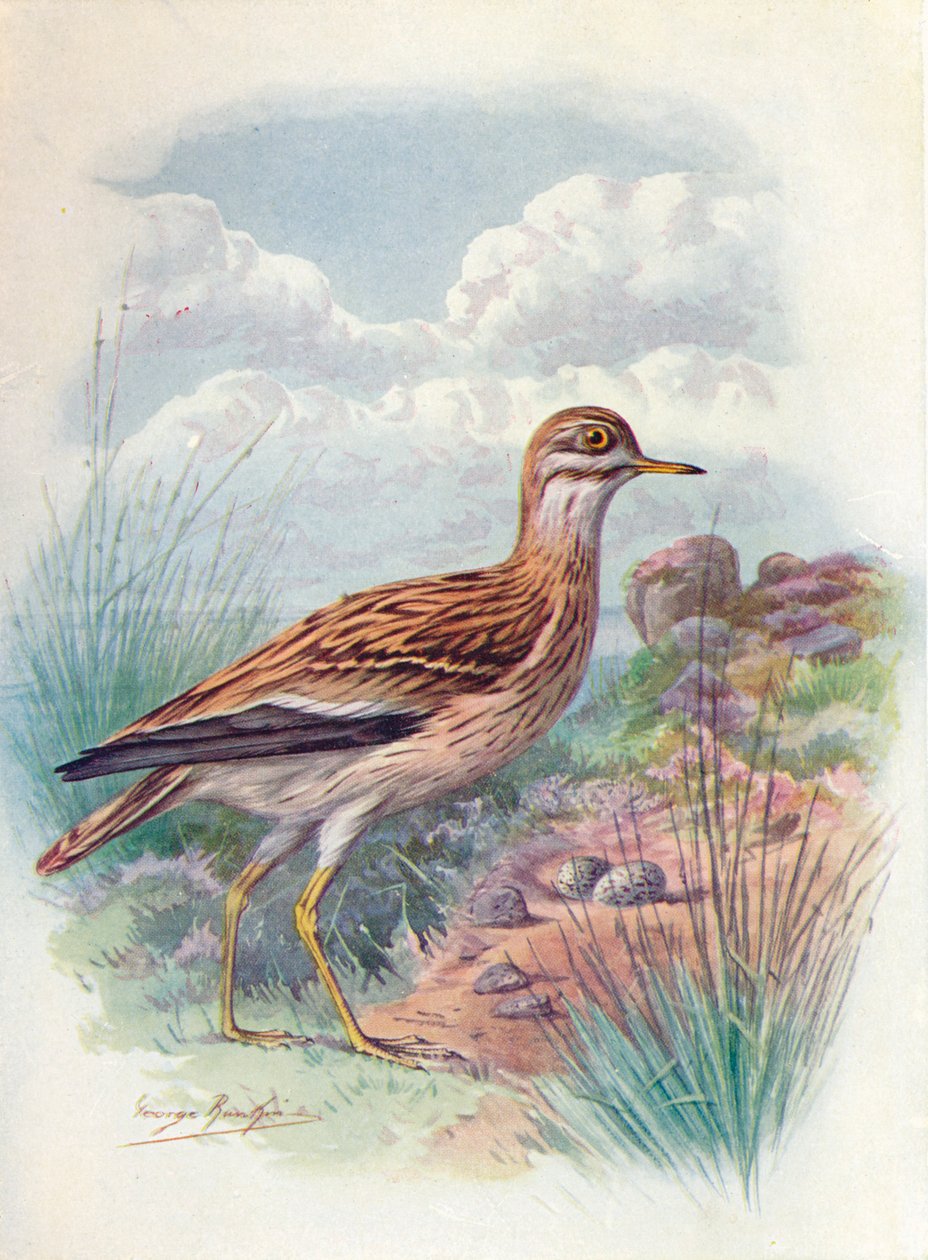 Stone-Curlew, Norfolk Plover tai Thick-Knee - OEdicnemus scolopax, c1910, 1910 tekijältä George James Rankin
