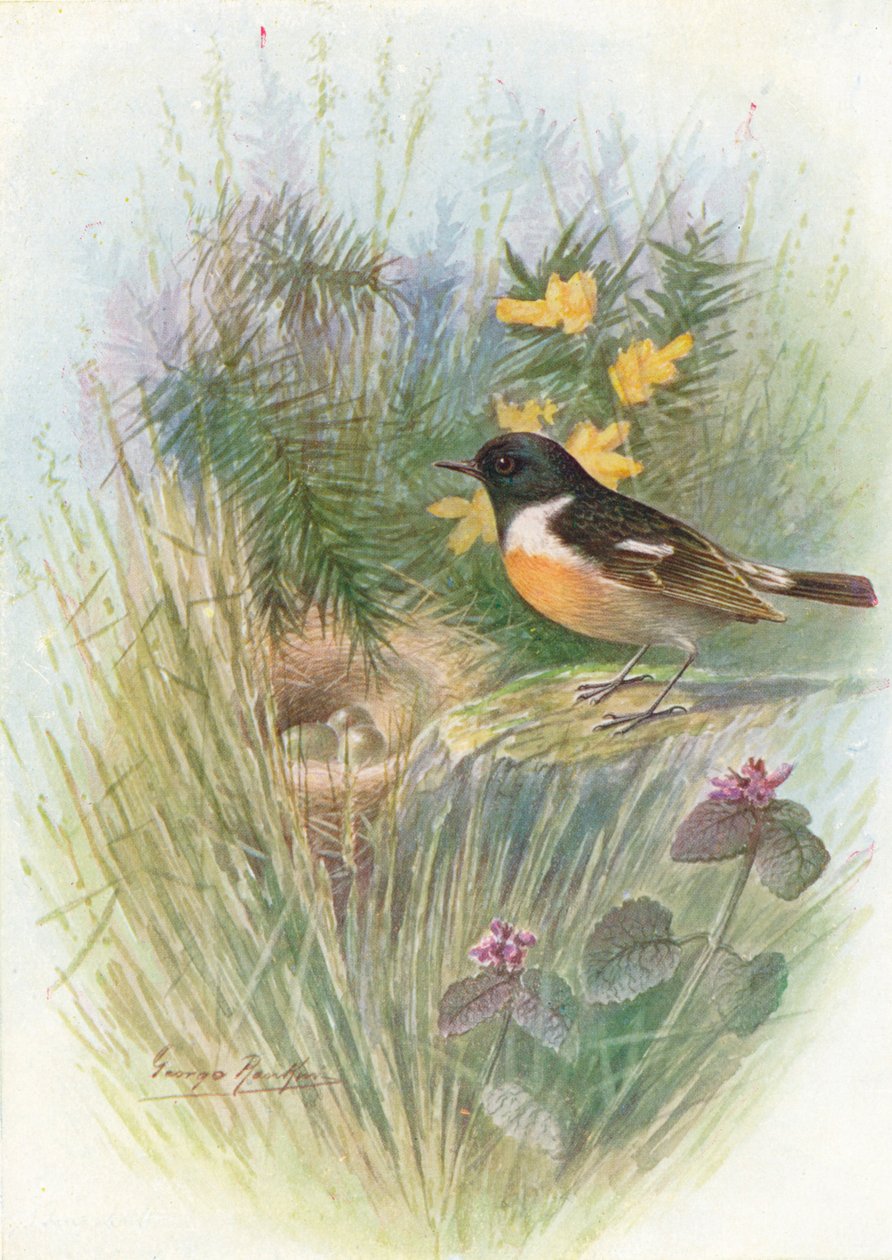 Stonechat - Pratincola rubicola, c1910, 1910 tekijältä George James Rankin
