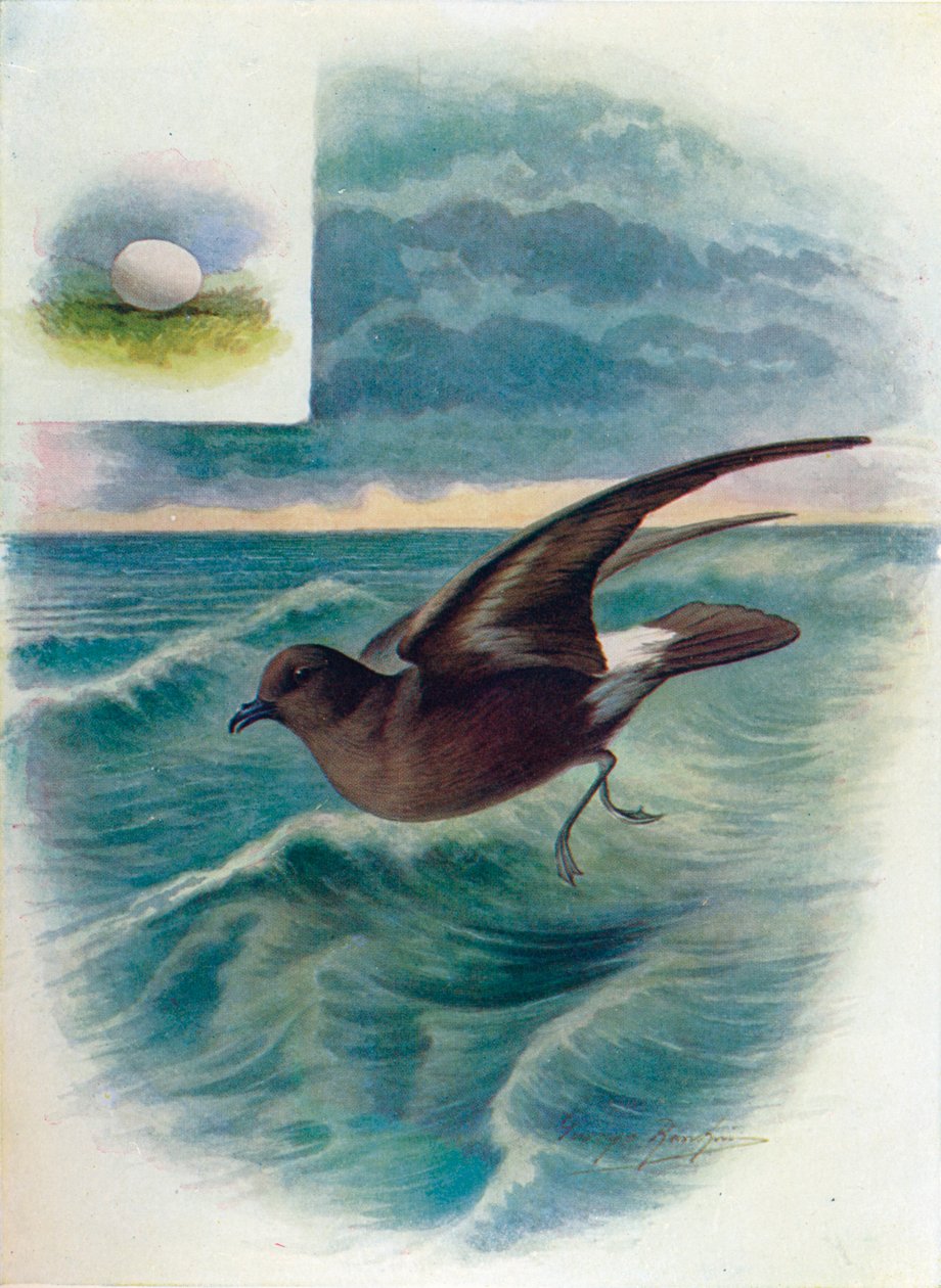 Storm Petrel - Procellaria pelagica, c1910, 1910 tekijältä George James Rankin