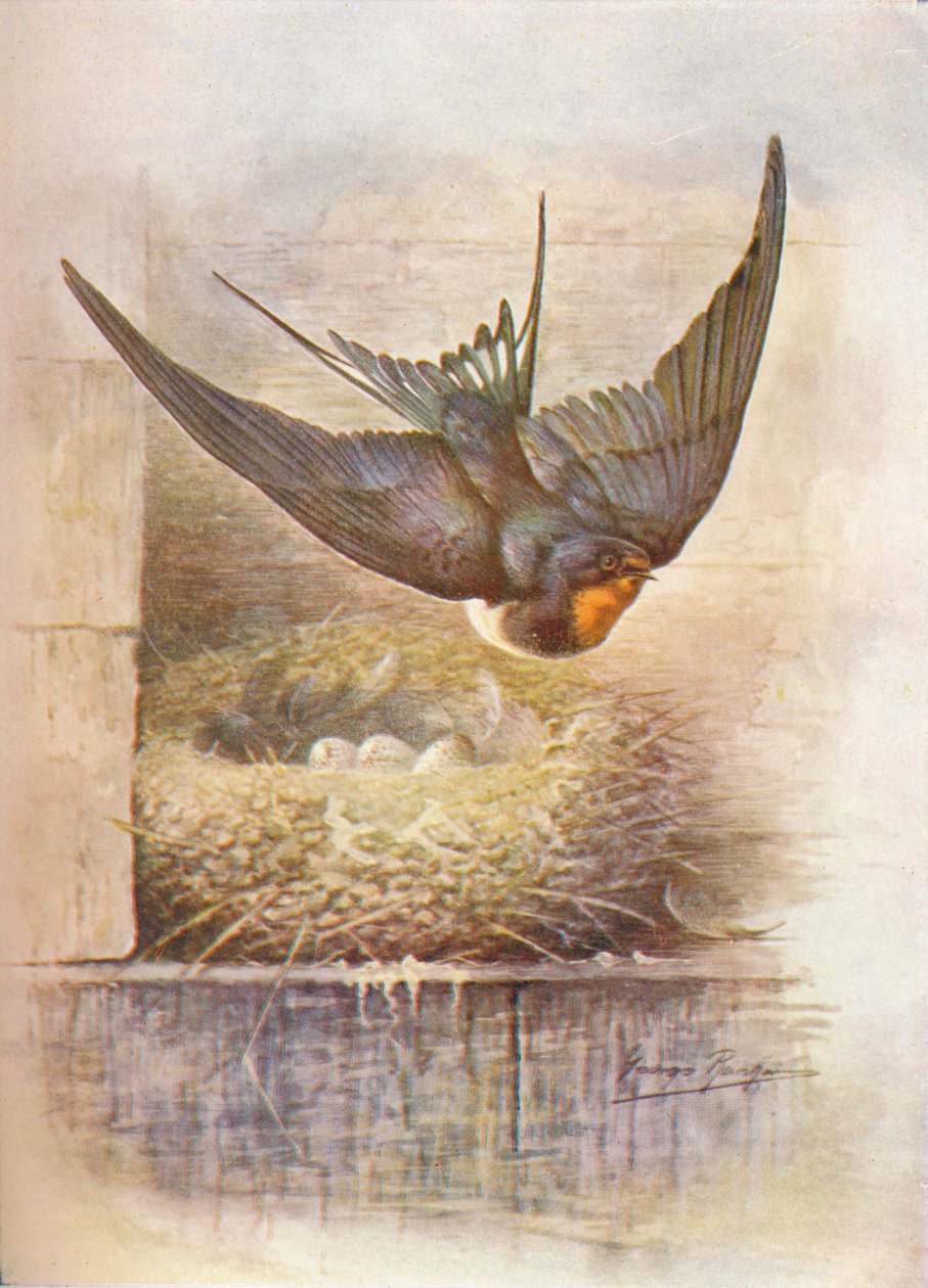 Pääskynen - Hirundo rustica, c1910, 1910 tekijältä George James Rankin