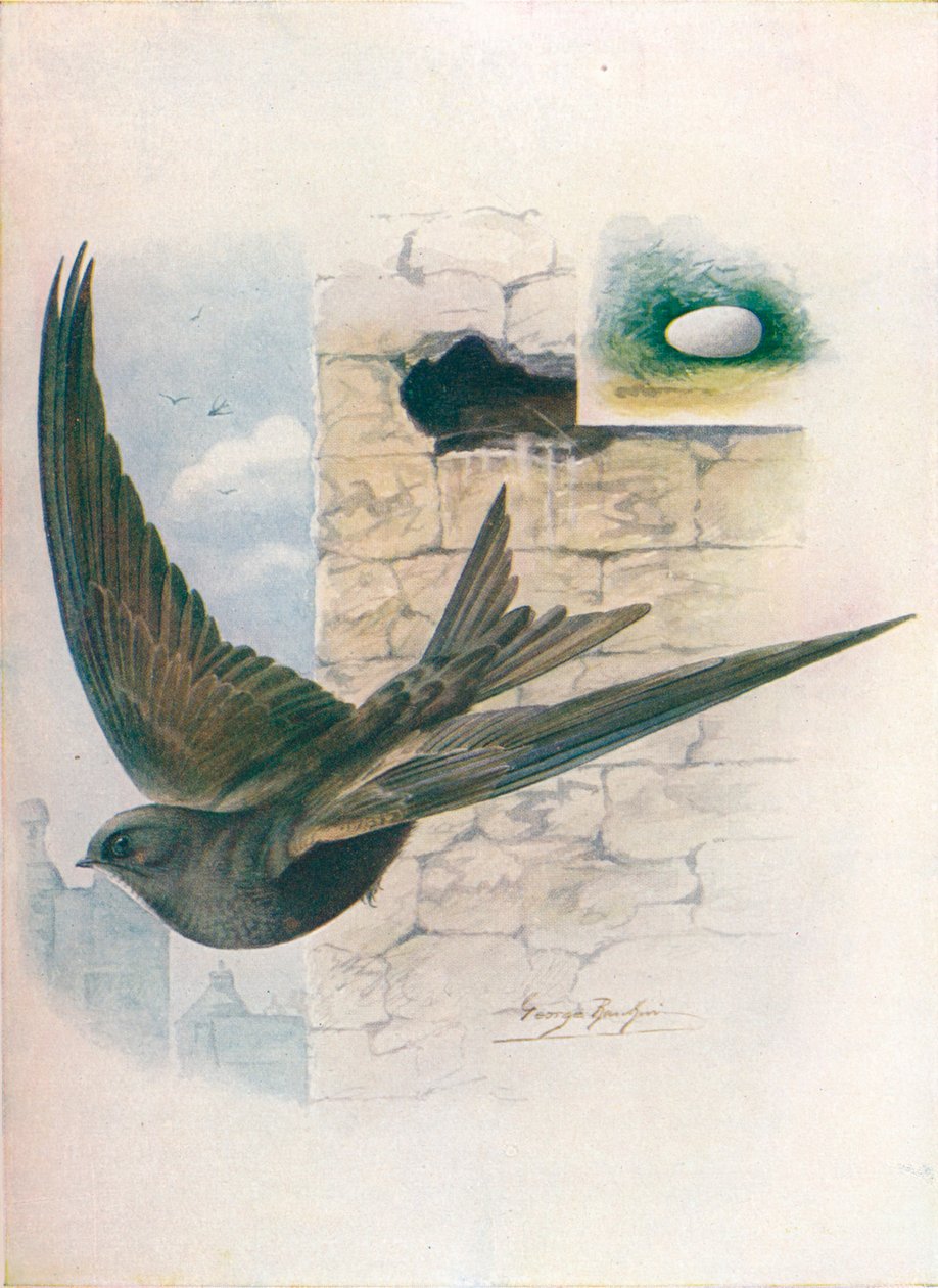 Swift - Cypselus apus, c1910, 1910 tekijältä George James Rankin