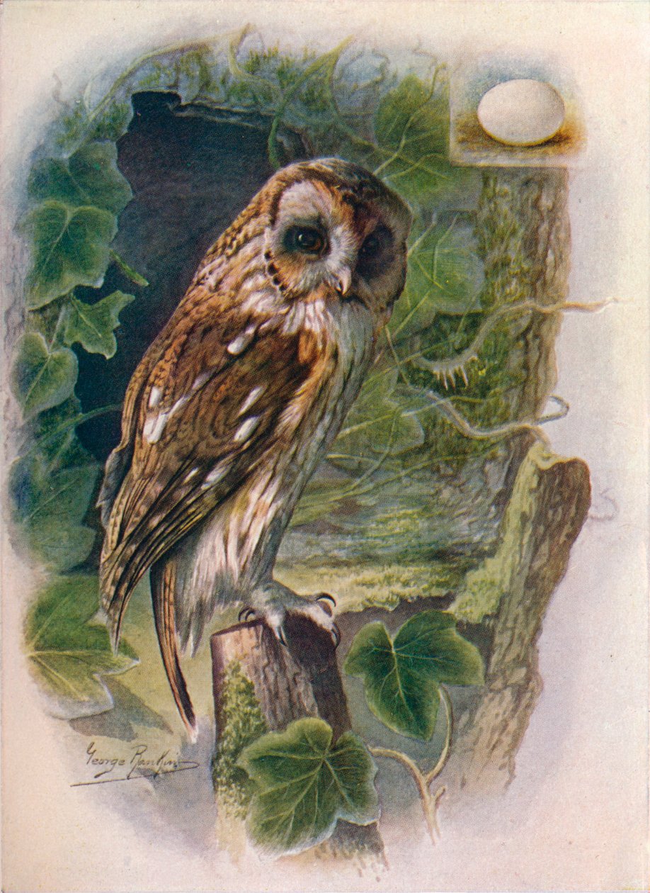 Tawny tai ruskea pöllö - Syrnium aluco, c1910, 1910 tekijältä George James Rankin