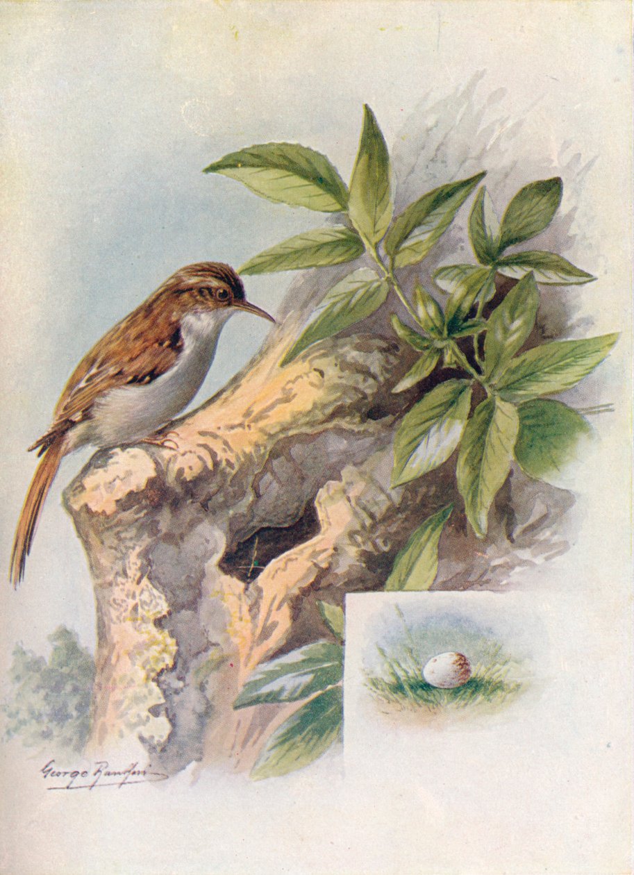 Tree-Creeper - Certhia familiaris, c1910, 1910 tekijältä George James Rankin