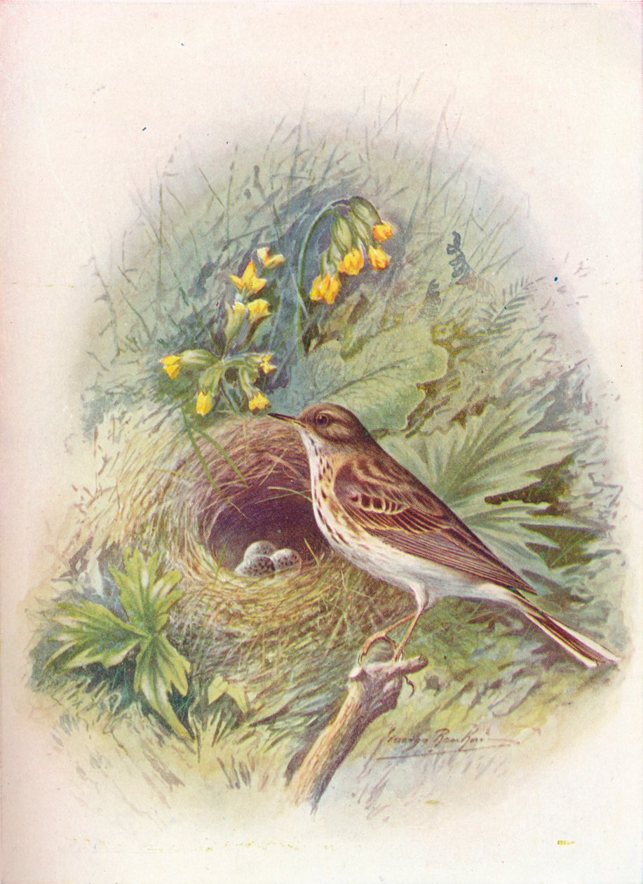 Tree-Pipit - Anthus trivialis, c1910, 1910 tekijältä George James Rankin