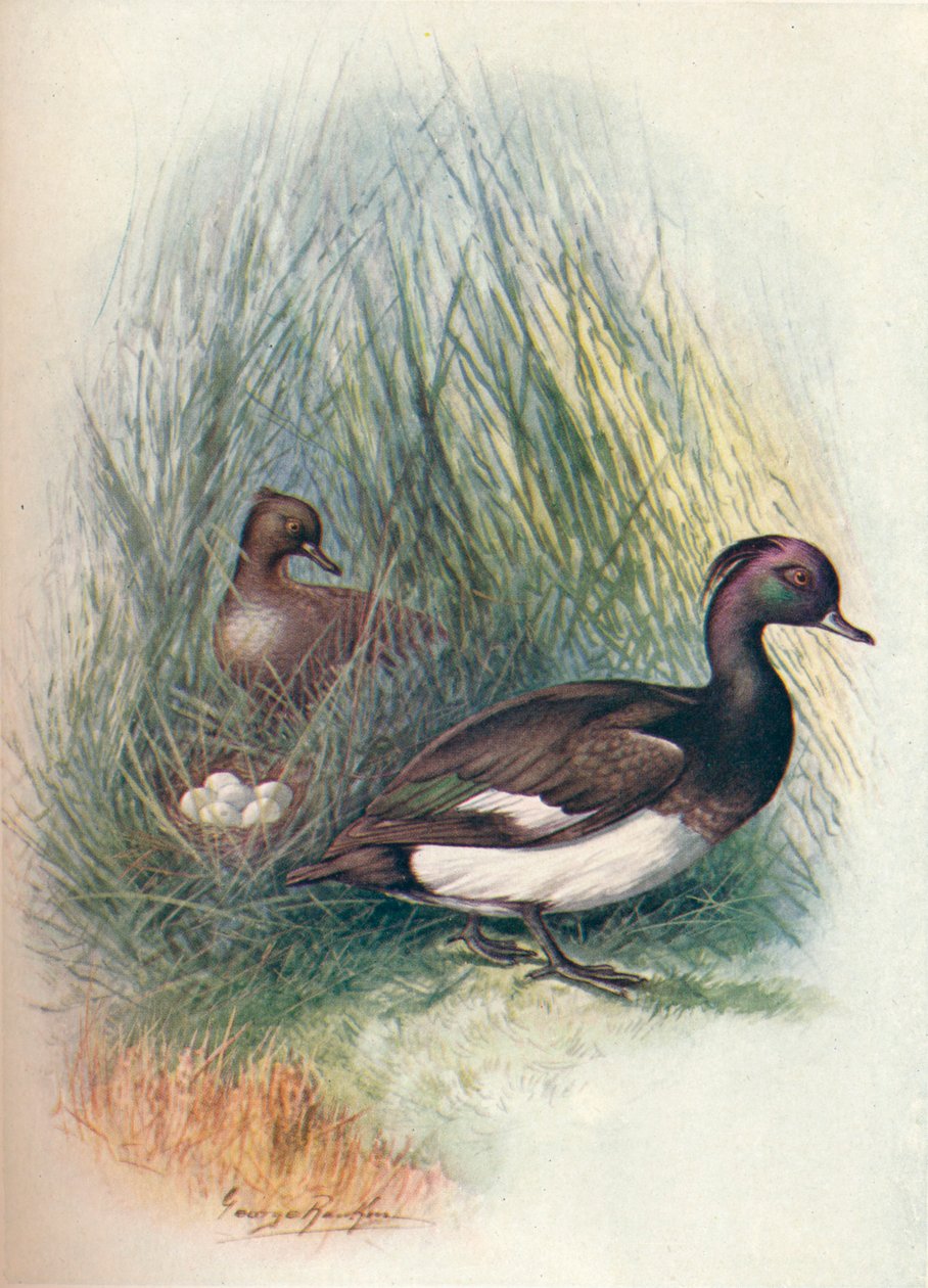 Tuftattu ankka - Fuligula cristata, c1910, 1910 tekijältä George James Rankin