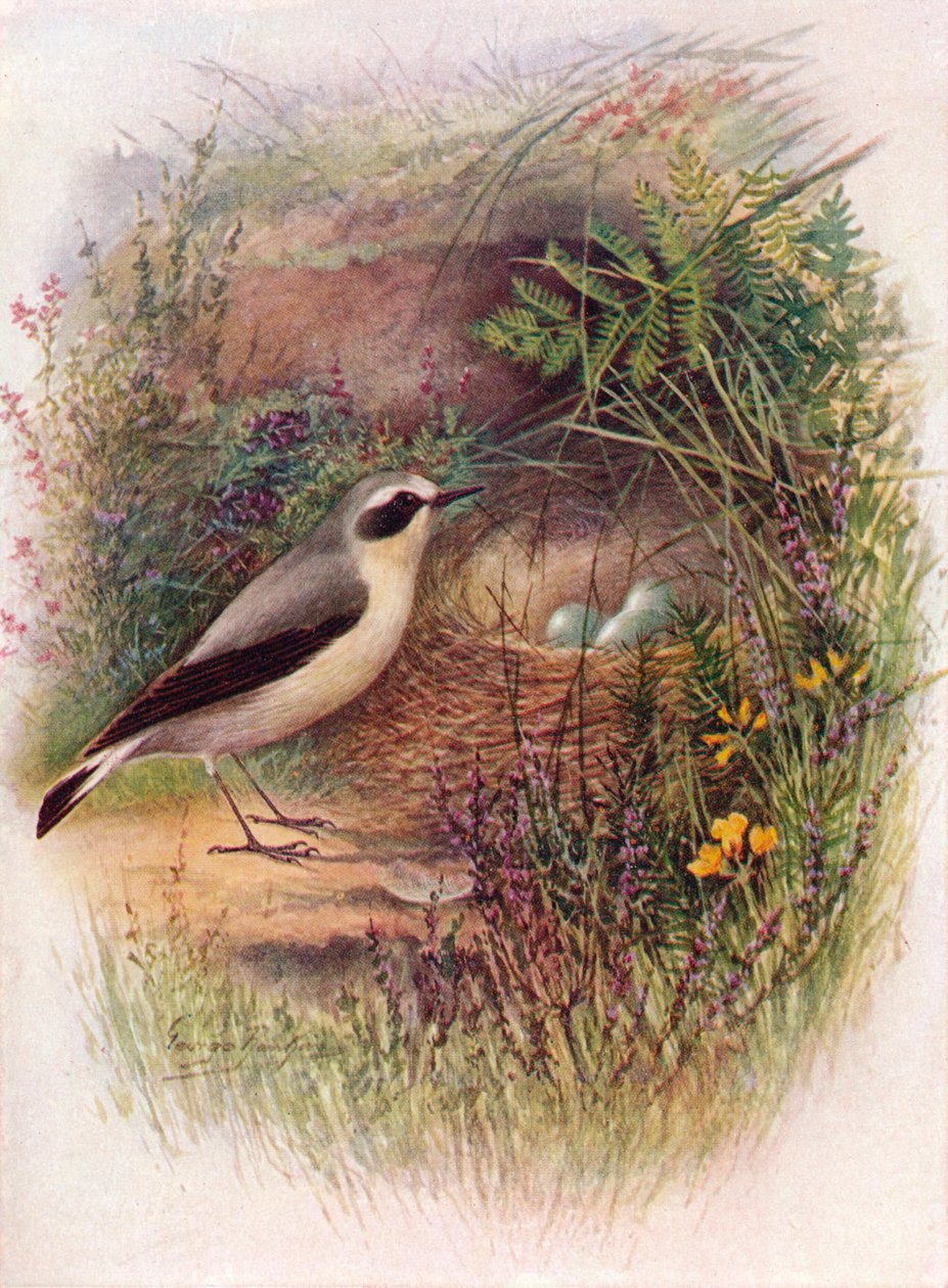 Vehnäkoru - Saxicola oenanthe, c1910, 1910 tekijältä George James Rankin