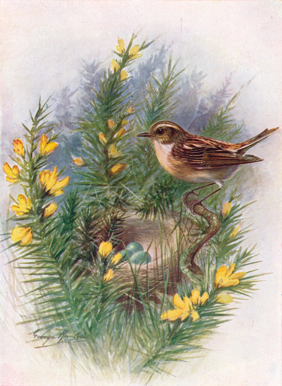Whinchat - Pratincola rubetra, c1910, 1910 tekijältä George James Rankin