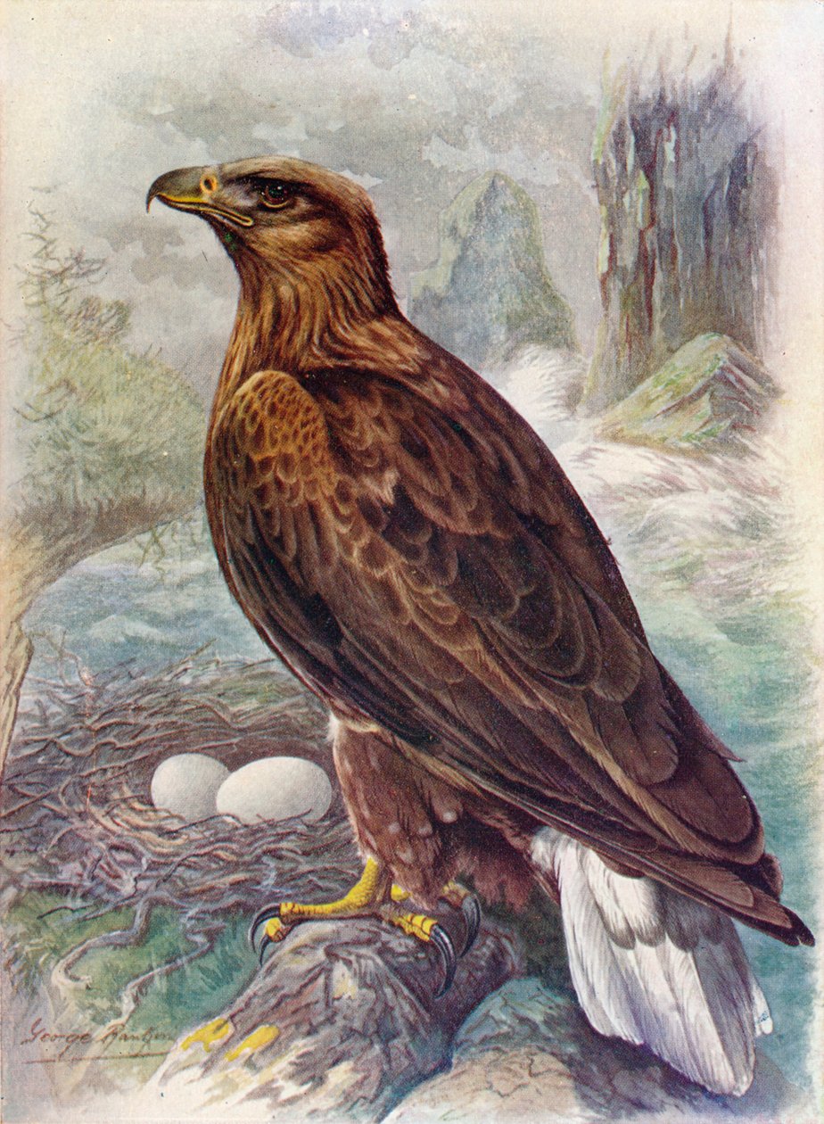 Merikotka tai merikotka - Haliaetus albicilla, c1910, 1910 tekijältä George James Rankin