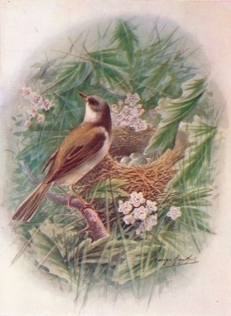 Whitethroat - Sylvia cinerea, c1910, 1910 tekijältä George James Rankin