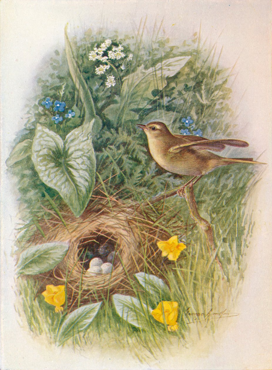 Willow-Wren - Phylloscopus trochilus, c1910, 1910 tekijältä George James Rankin