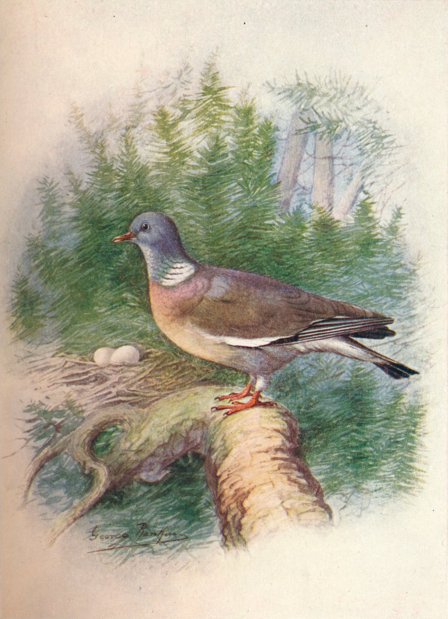 Puukyyhkynen tai sormuskyyhkynen - Columba palumbus, c1910, 1910 tekijältä George James Rankin