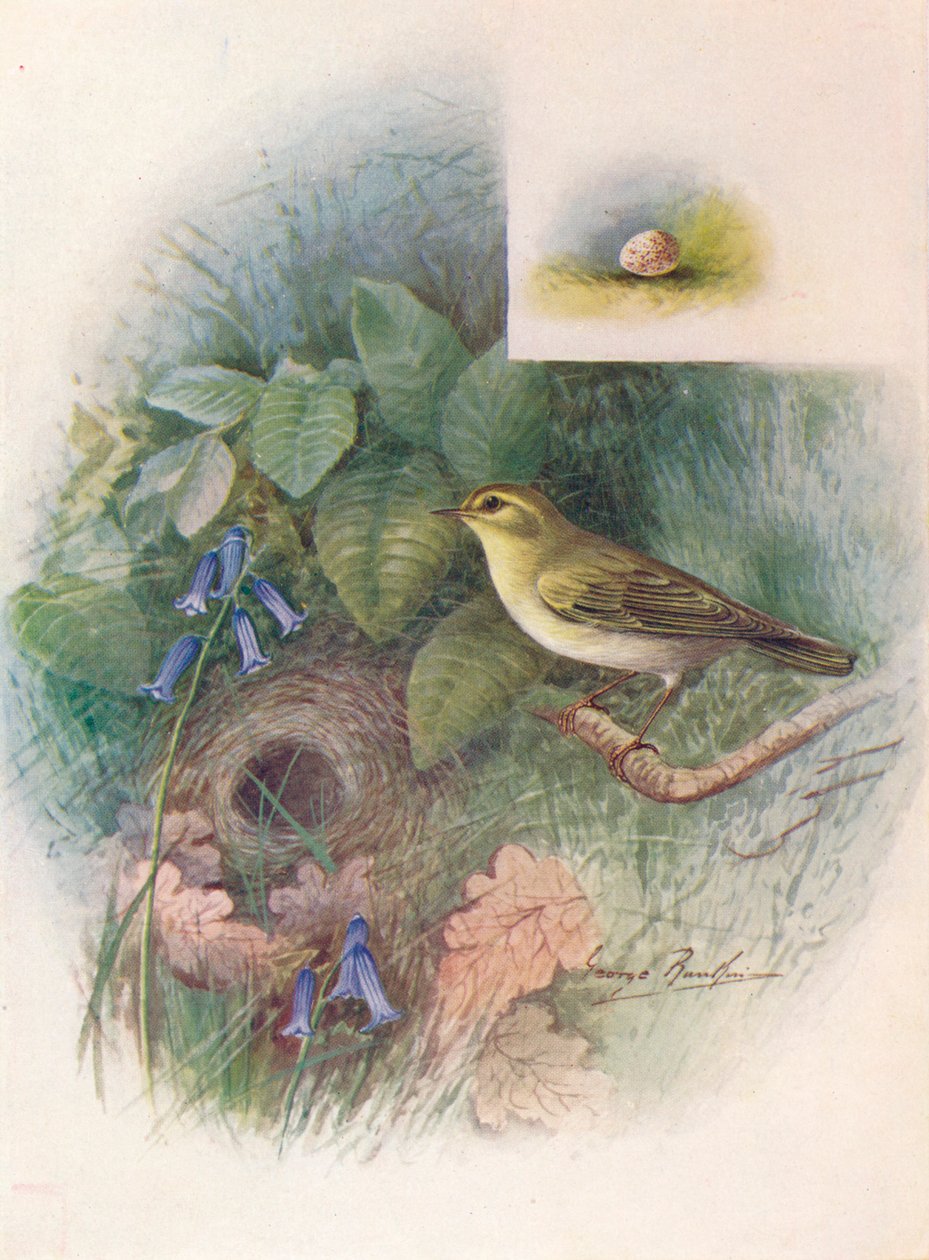 Wood-Wren - Phylloscopus sibilatrix, c1910, 1910 tekijältä George James Rankin