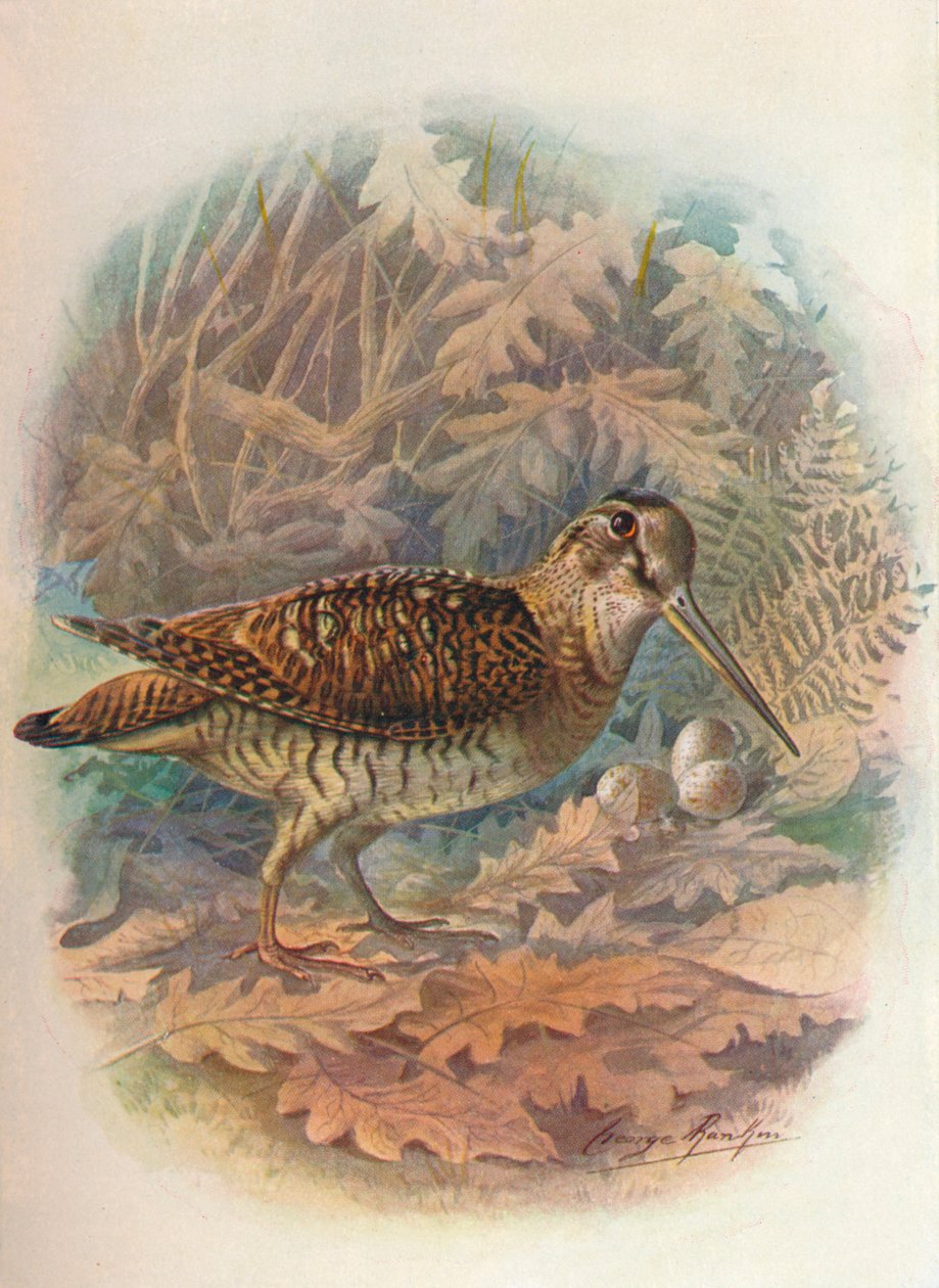 Metsäkurkko - Scolopax rusticula, c1910, 1910 tekijältä George James Rankin