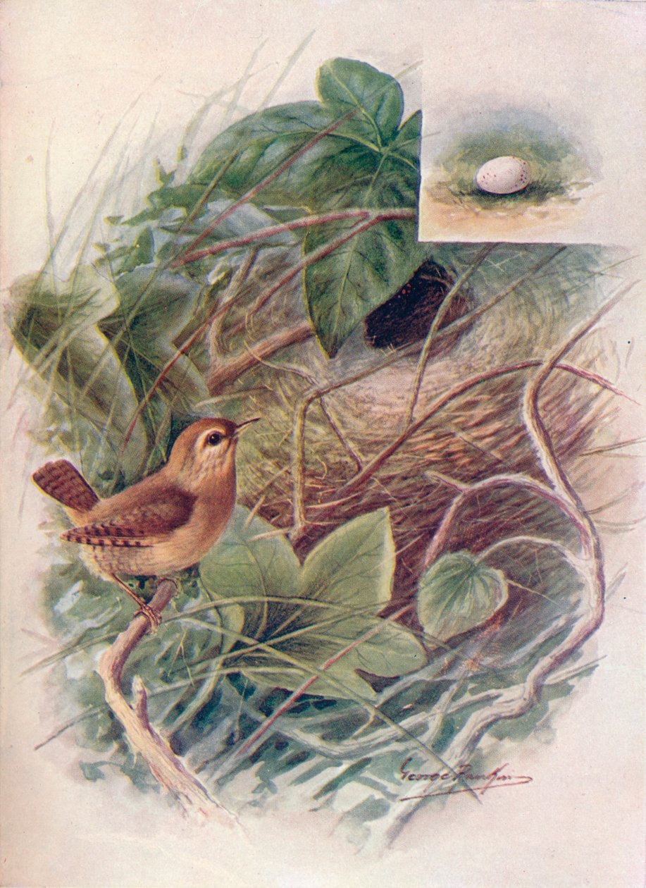 Wren - Troglodytes parvulus, c1910, 1910 tekijältä George James Rankin