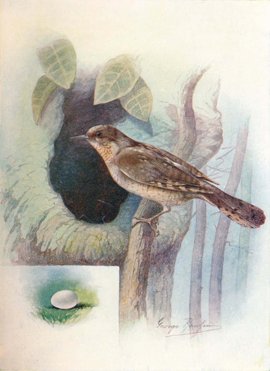 Wryneck - Iynx torquilla, c1910, 1910 tekijältä George James Rankin