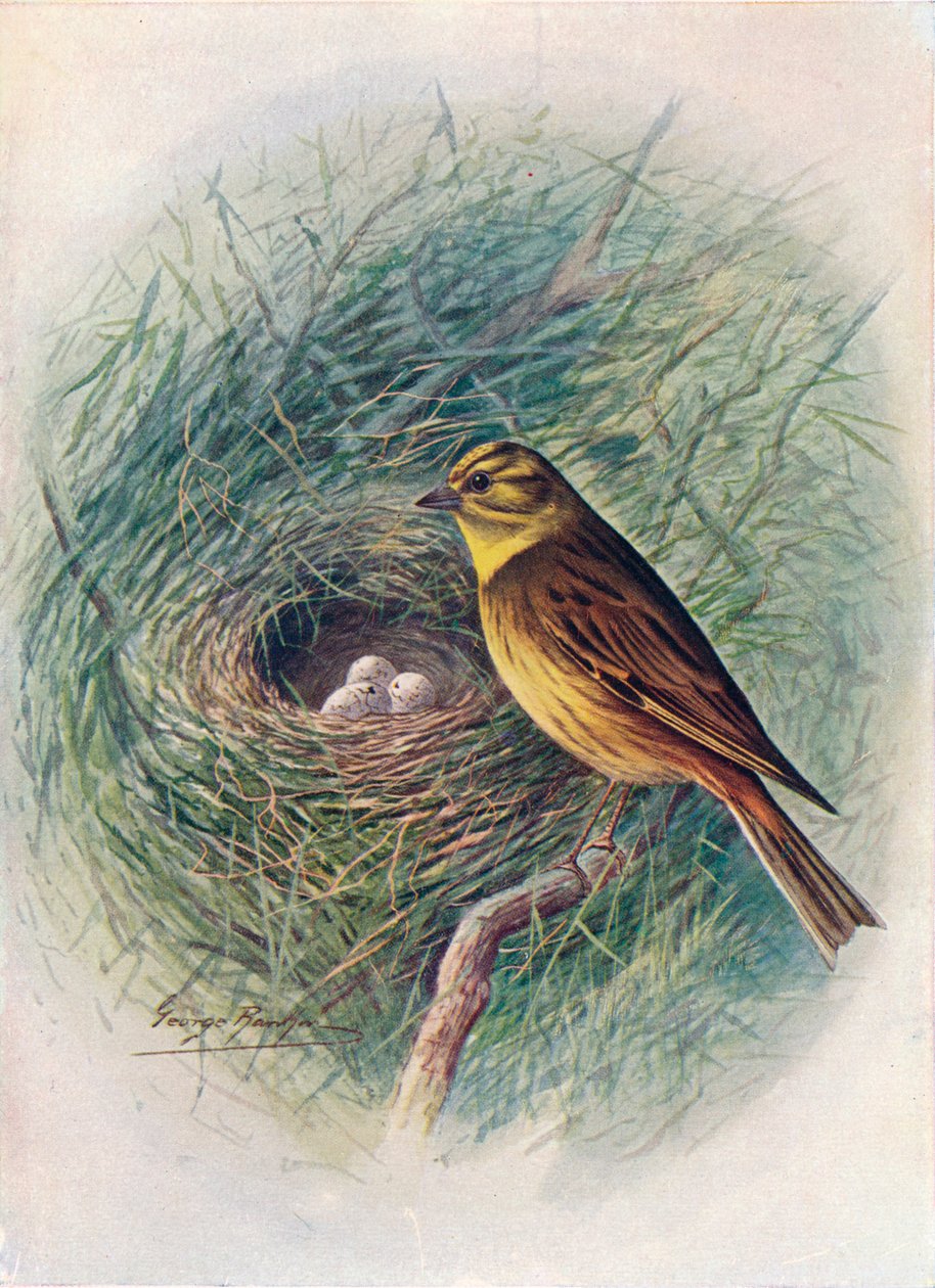 Yellow-Hammer tai Yellow-Bunting - Emberiza citrinella, c1910, 1910 tekijältä George James Rankin