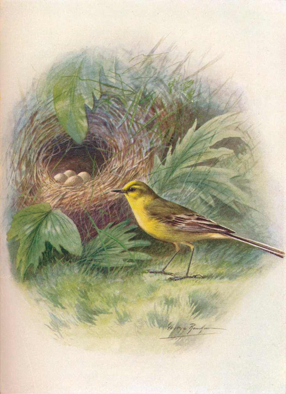 Keltainen wagtail - Motacilla raii, c1910, 1910 tekijältä George James Rankin
