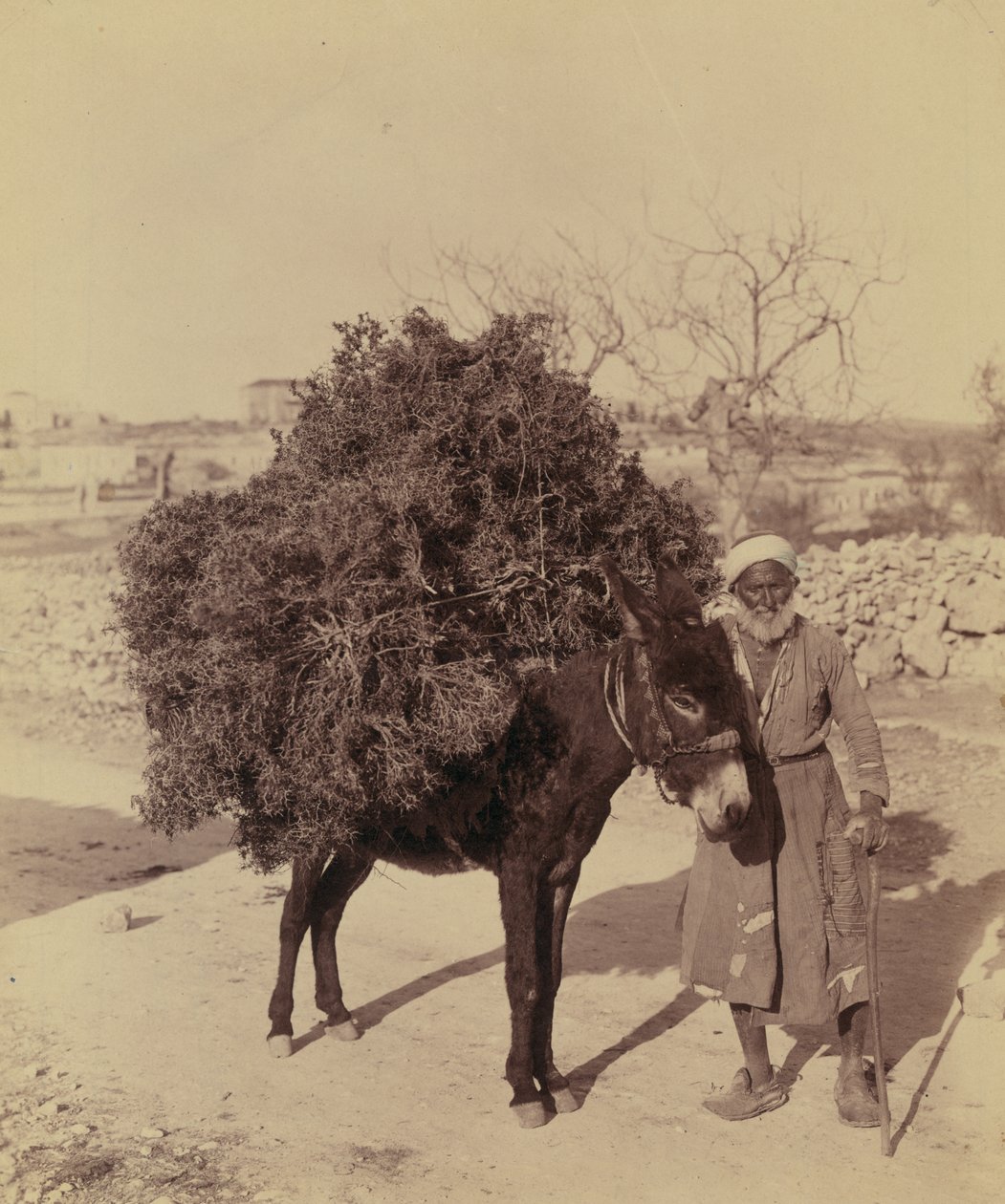 Aasi kantamassa juuria ja oksia polttoainetta varten, Palestiina, n. 1900 (kuva)) tekijältä Bartolome Esteban and studio Murillo