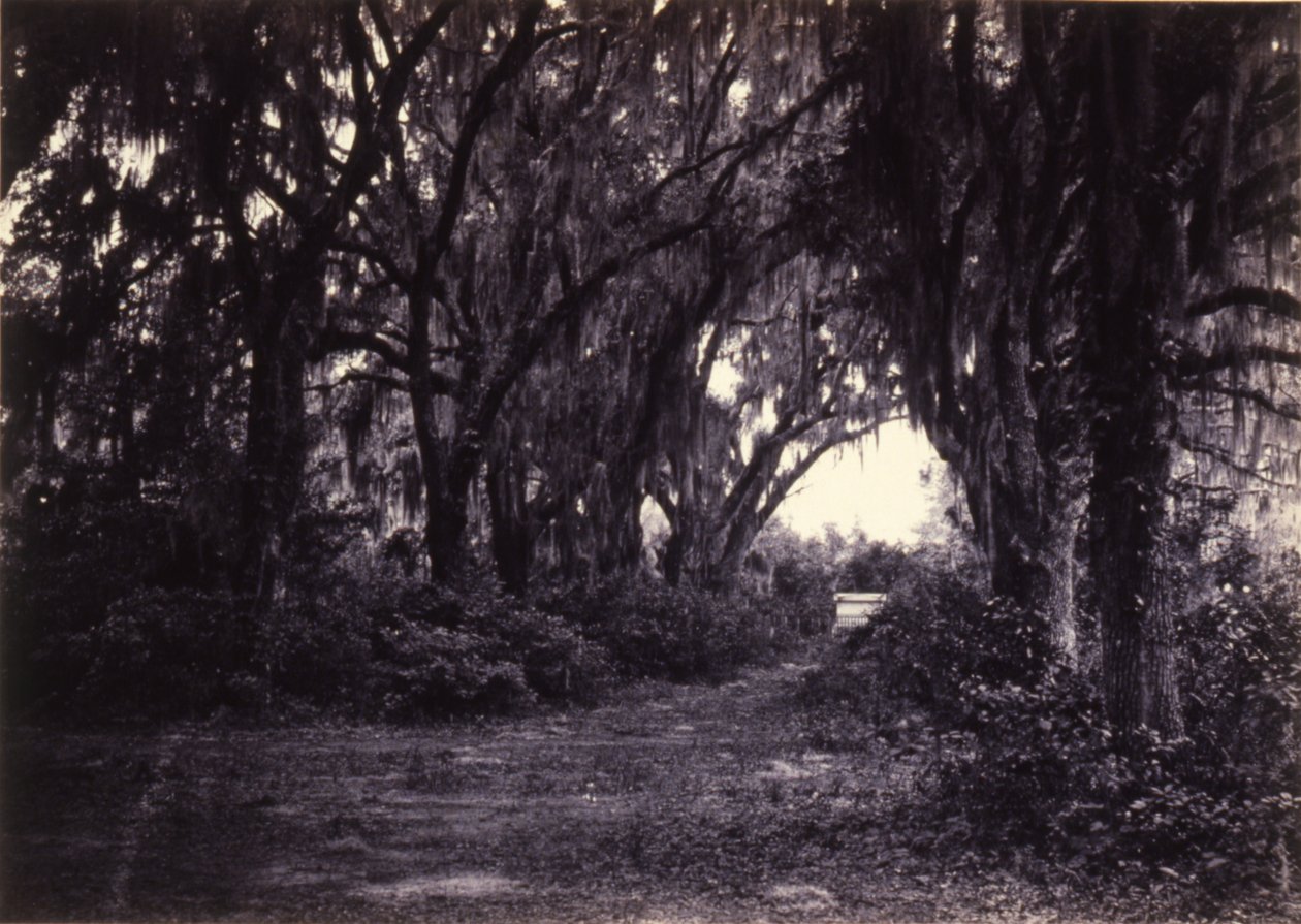 Bonaventure, Savannah, Georgia tekijältä George N. Barnard