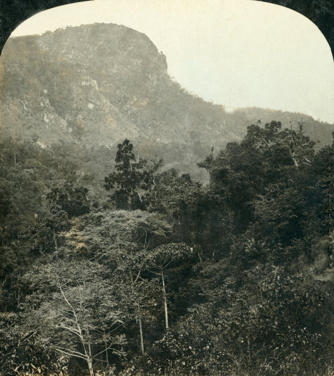 Trooppinen kasvillisuus Barron River Gorgessa, Cairns, Queensland, Australia, 1909. tekijältä George Rose