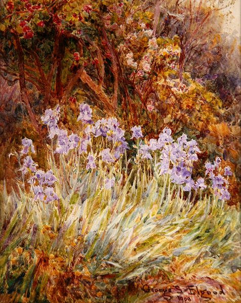 Vaaleansininen Iris, Firenze tekijältä George Samuel Elgood